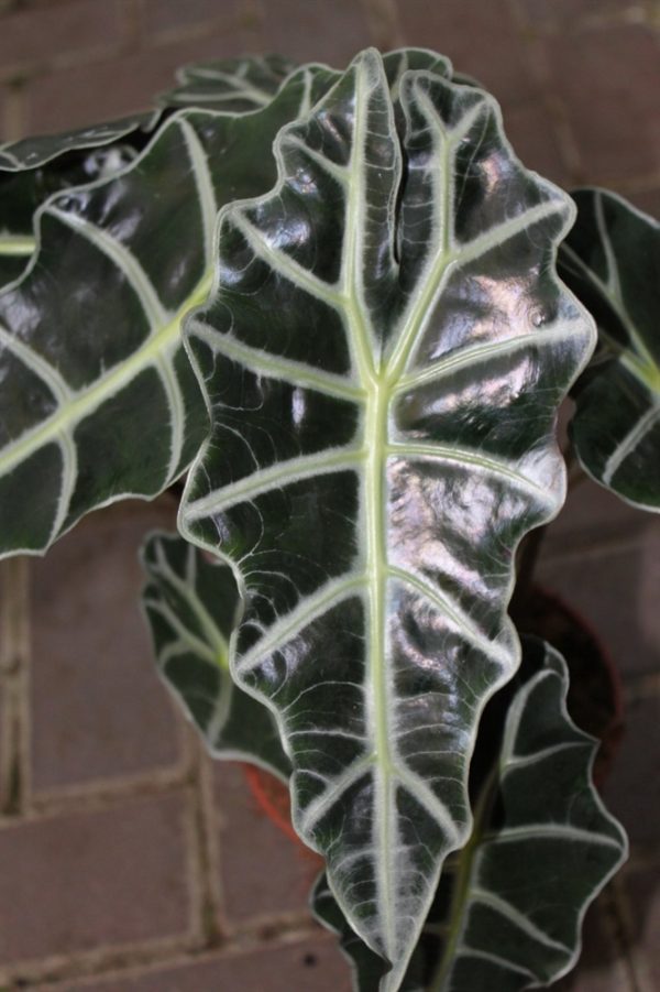 Elephants Ears- Approx 30cms Tall