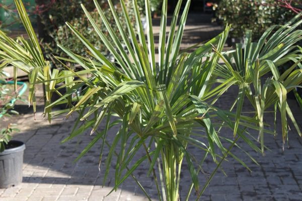 Trachycarpus fortunei Chusan Palm Approx 95cm Tall