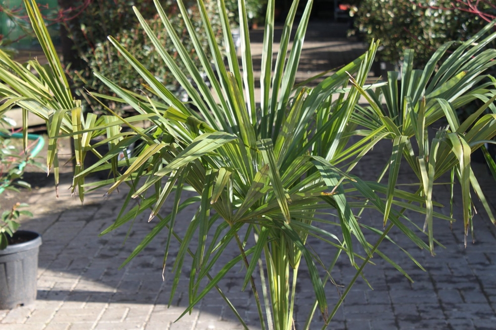 Trachycarpus fortunei Chusan Palm Approx 95cm Tall 2 Trachycarpus fortunei Chusan Palm Approx 95cm Tall