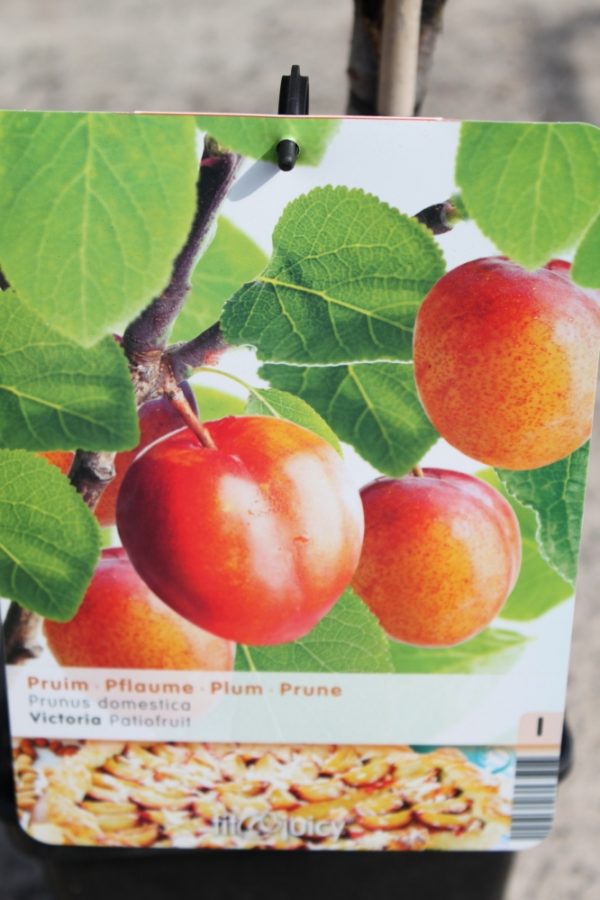 Dwarf Patio Fruit Tree- Plum- Variety Victoria - Approx 75cm Tall