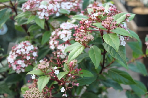 Garden Plant-Virburnum Tinus - Half Standards - Unusual Form Of This Hardy Garden Plant 2 Garden Plant-Virburnum Tinus - Half Standards - Unusual Form Of This Hardy Garden Plant