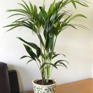 Howea forsteriana - Kentia Palm - Available in 3 sizes.