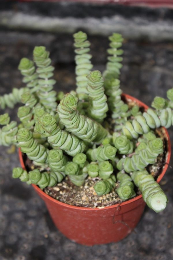 Crassula Hottentot