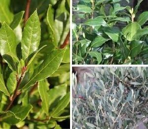 Plants - Outdoor Shrubs