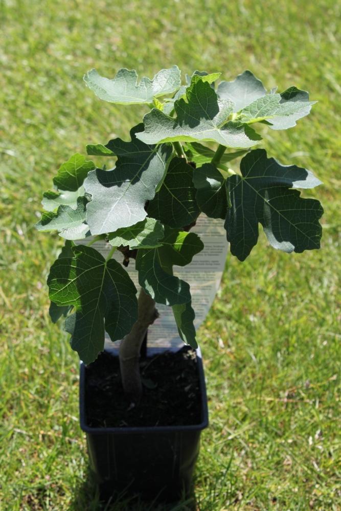 Ficus Carica 'Brown Turkey' - Sturdy Fig Tree 60cm Tall 2 Ficus Carica 'Brown Turkey' - Sturdy Fig Tree 60cm Tall