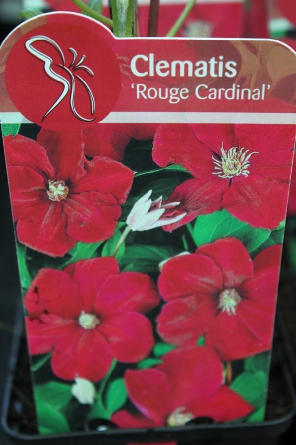 Climbing Plant - Clematis 'Rouge Cardinal'