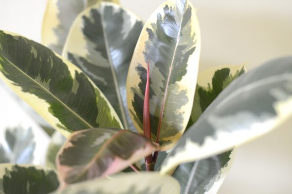 Ficus elastica Variegata - Variegated Rubber Plant 75cm