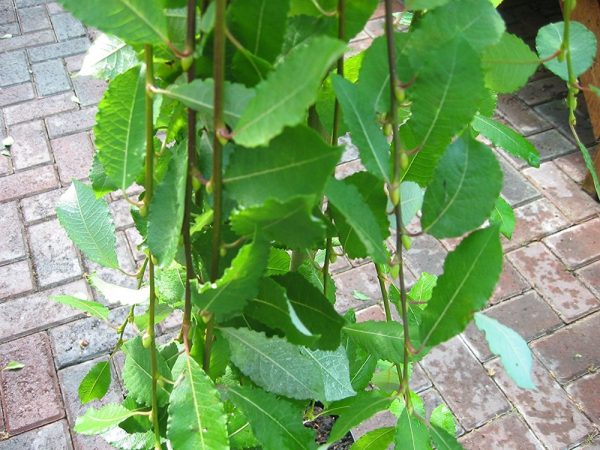Salix Caprea Pendula - Kilmarnock Willow - Approx 1M tall.