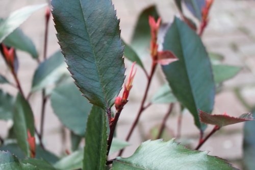 Photinia 'Red Robin' - Colourful Plant