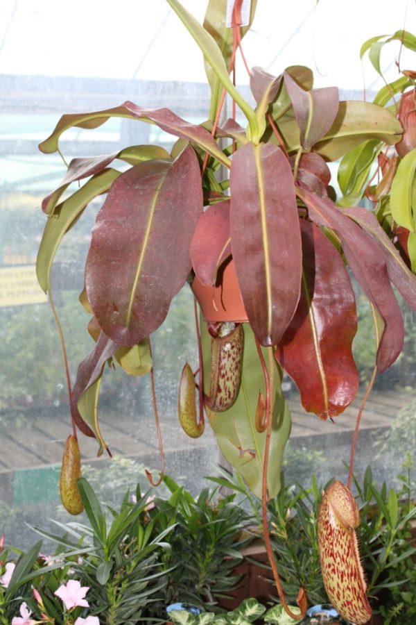 Nepenthes - Carniverous House Plant Known as Pitcher Plant in a Hanging Pot