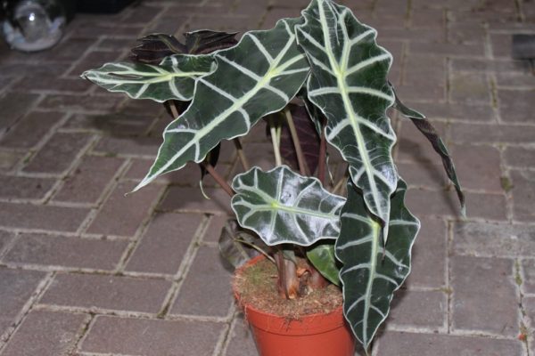 Elephants Ears- Approx 30cms Tall