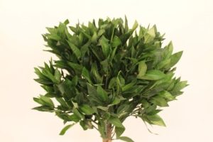 SET OF 2 - 1.2M Tall Artificial Bay Trees With Pots