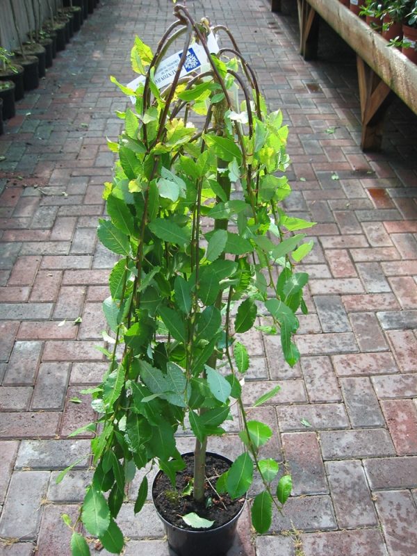 Salix Caprea Pendula - Kilmarnock Willow - Approx 1.2M tall.
