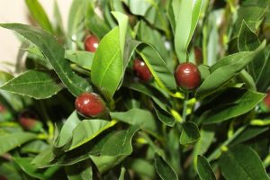 1.25M Tall Artificial Half Standard Olive Plant