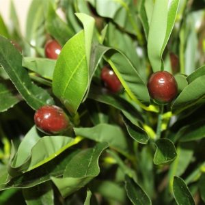 1.25M Tall Artificial Half Standard Olive Plant