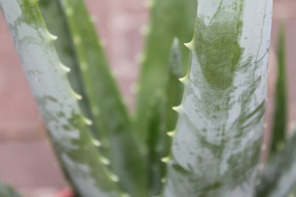 Aloe Vera - large plant approx 40cms tall.