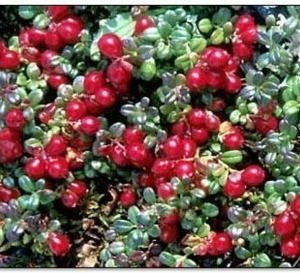 Soft Fruit Plants- Cranberry Bush 50cm tall