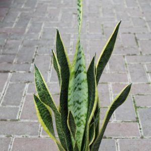 Sansevaria - Mother in Laws Tongue -Small Variegated 30cm
