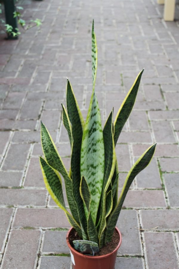 Sansevaria - Mother in Laws Tongue -Small Variegated 30cm