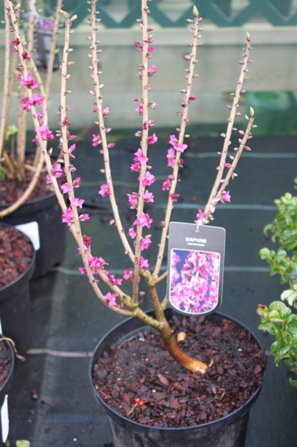 Daphne Mezereum- Good Sized Plants 65cms Tall