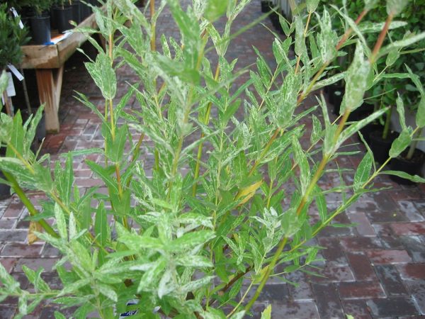 Salix Integra Hakuro Flamingo - 1.3m Half Standard