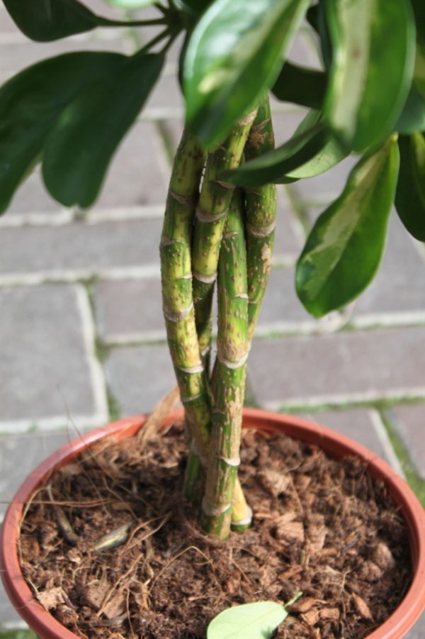 Schefflera Arborea Gold Capella -Umbrella Plant 90cm Tall With Braided Stem