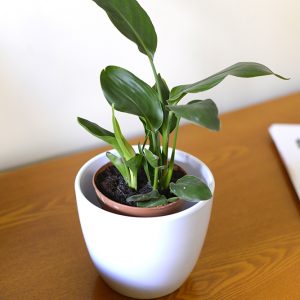 Strelitzia Reginae - BIRD OF PARADISE - Approx. 40cms Tall