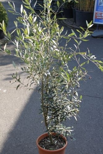 Olive tree bushes - Approx 1m tall - Olea europaea