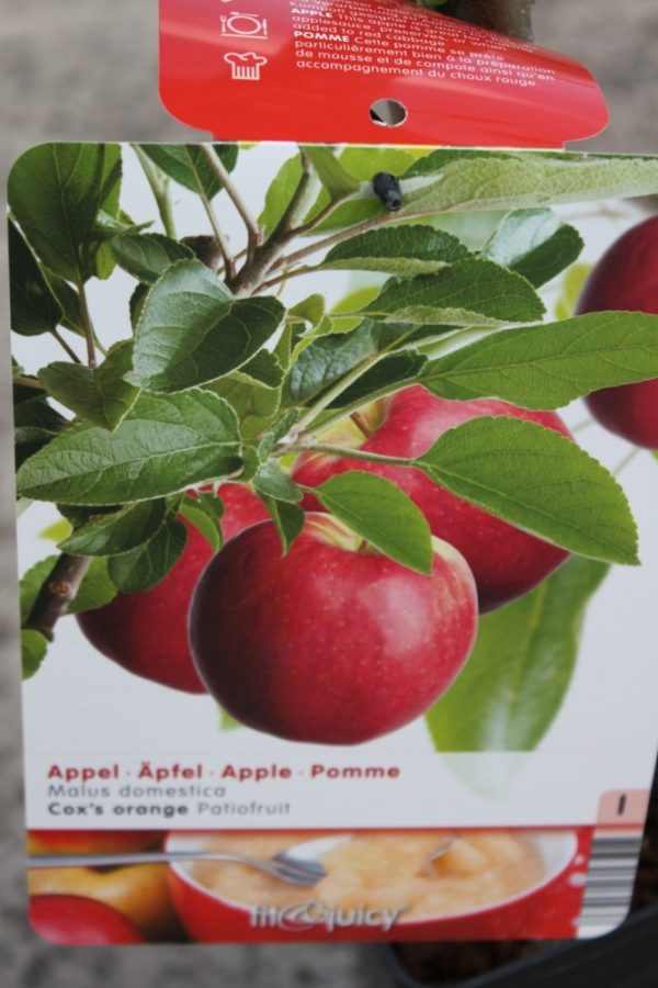 Dwarf Patio Fruit Tree- Apple- Variety Cox's Orange- Approx 75cm Tall