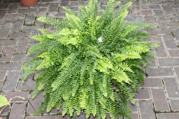 Nephrolepsis- Boston Fern -Bushy House Plant Approx 15cms Tall