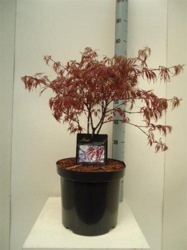 Acer Palmatum Dissectum Garnet - Japanese Maple 80cm Tall