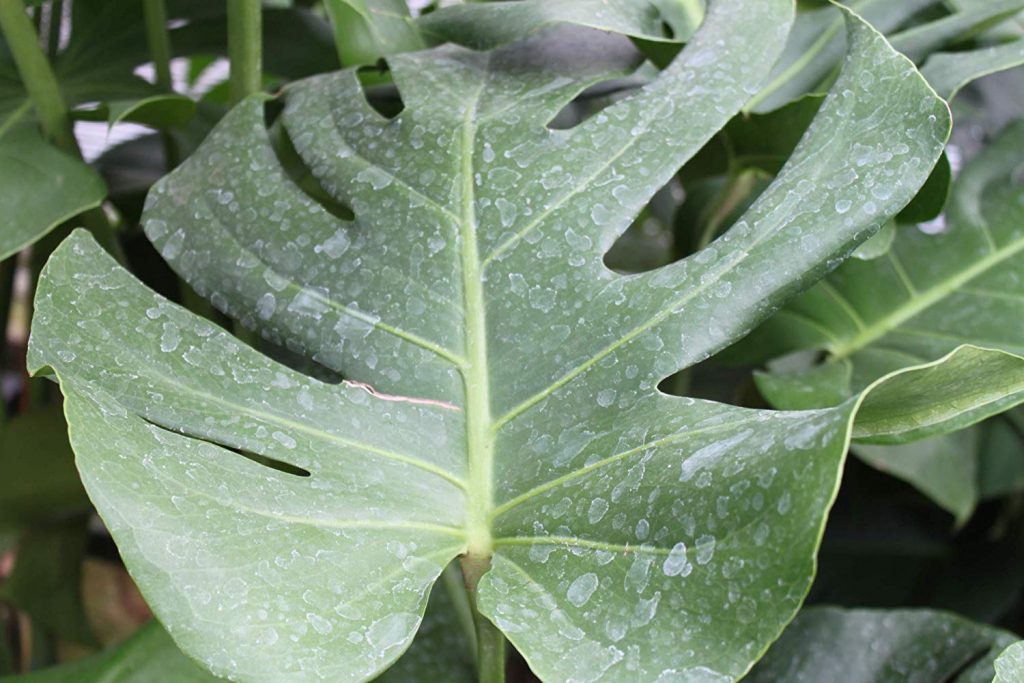 Leaf Shine for Indoor Plants 600ml Garden Market Place