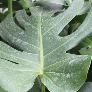 Leaf Shine for Indoor Plants, 600ml Professional Houseplant Spray, CFC Free, For Waxy and Smooth Leaved Plants gallery 1